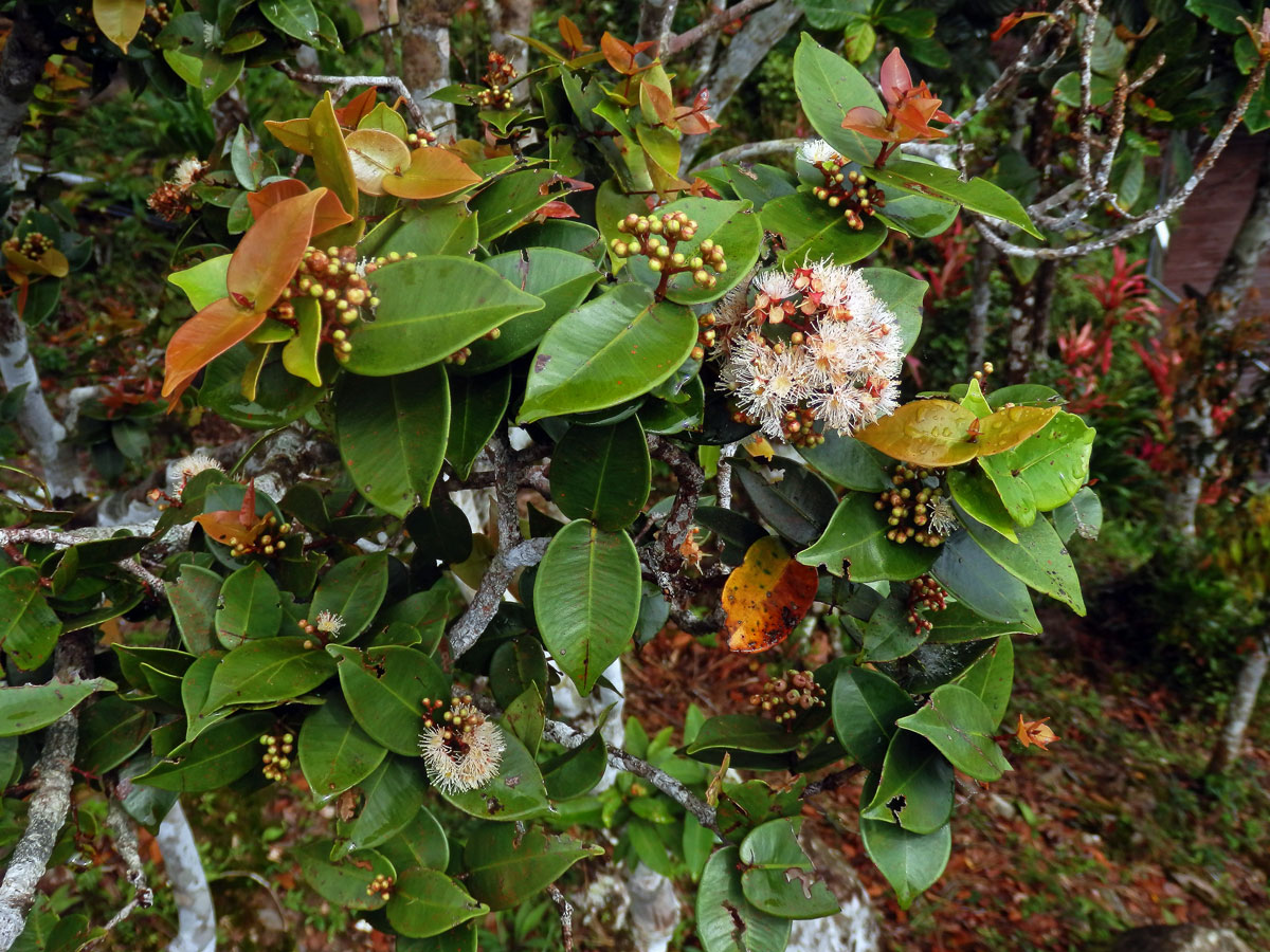 Hřebíčkovec (Syzygium myrtifolium (Roxb.) Walp.)