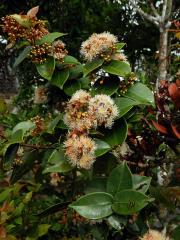 Hřebíčkovec (Syzygium myrtifolium (Roxb.) Walp.)