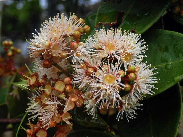 Hřebíčkovec (Syzygium myrtifolium (Roxb.) Walp.)