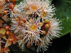 Hřebíčkovec (Syzygium myrtifolium (Roxb.) Walp.)