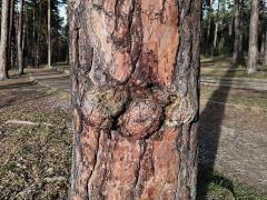 Tumor na borovici lesní (Pinus sylvestris L.) (47)