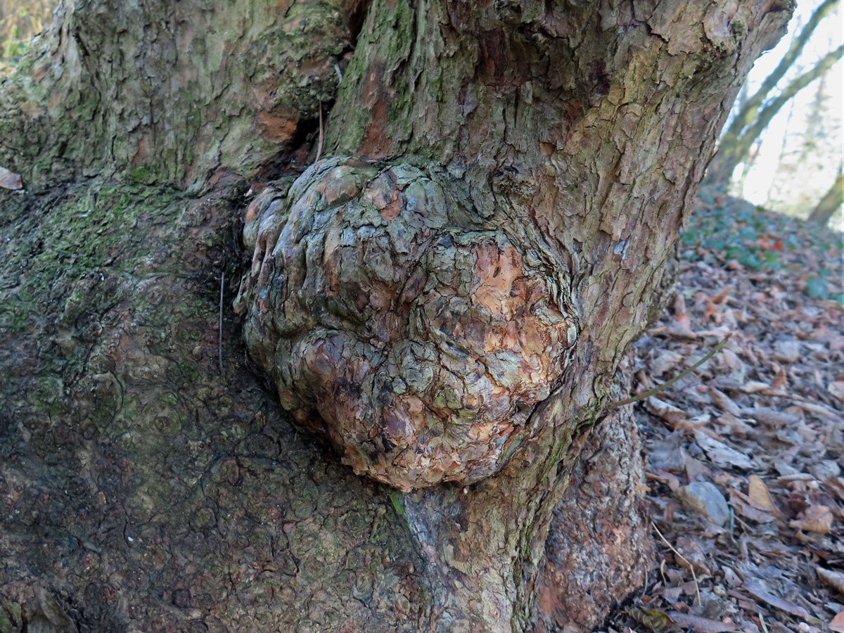 Dřín jarní (Cornus mas L.) s nádorem na kmeni (3b)