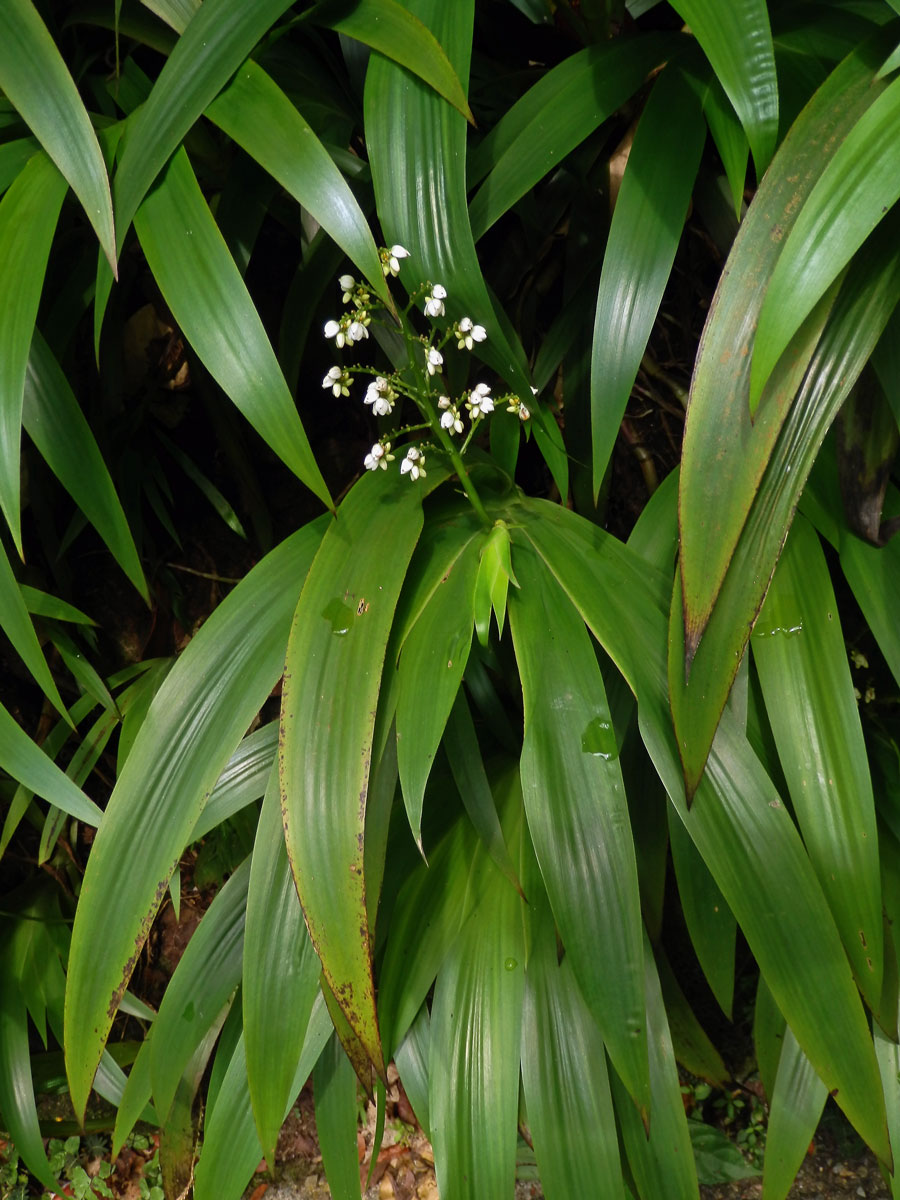 Xiphidium caeruleum Aubl.