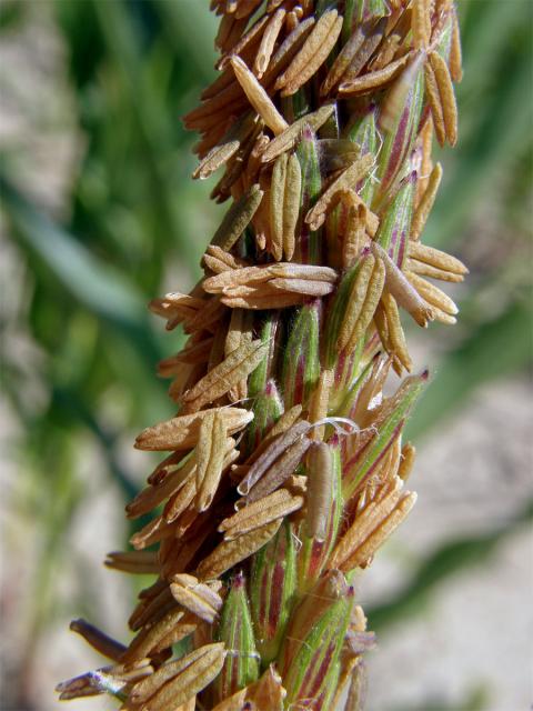 Kukuřice setá (Zea mays L.)