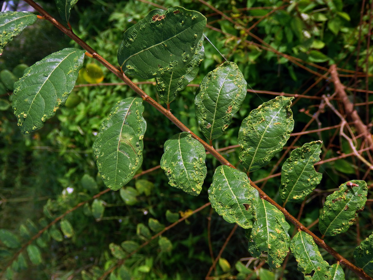 Hálky na (Flueggea virosa (Roxb. ex Willd.) Rovle), původce neznámý