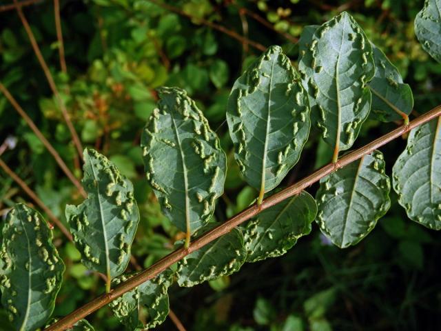 Hálky na (Flueggea virosa (Roxb. ex Willd.) Rovle), původce neznámý