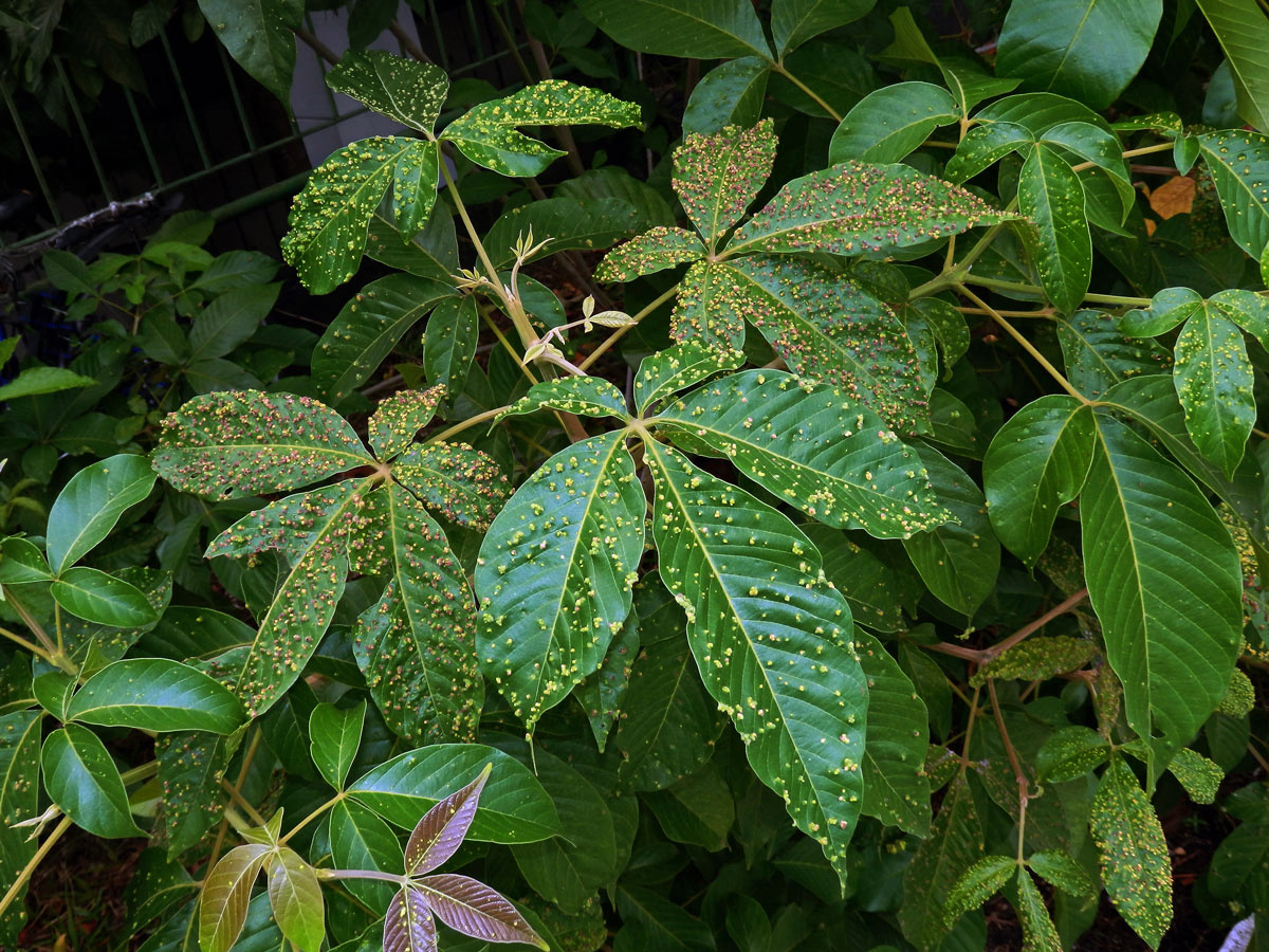 Hálky Paurophylla tuberculata na Alstonia scholaris (L.) R. Br.