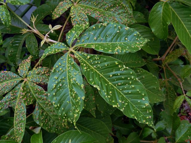 Hálky Paurophylla tuberculata na Alstonia scholaris (L.) R. Br.