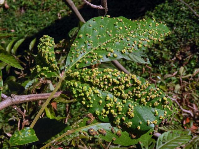 Hálky Paurophylla tuberculata na Alstonia scholaris (L.) R. Br.