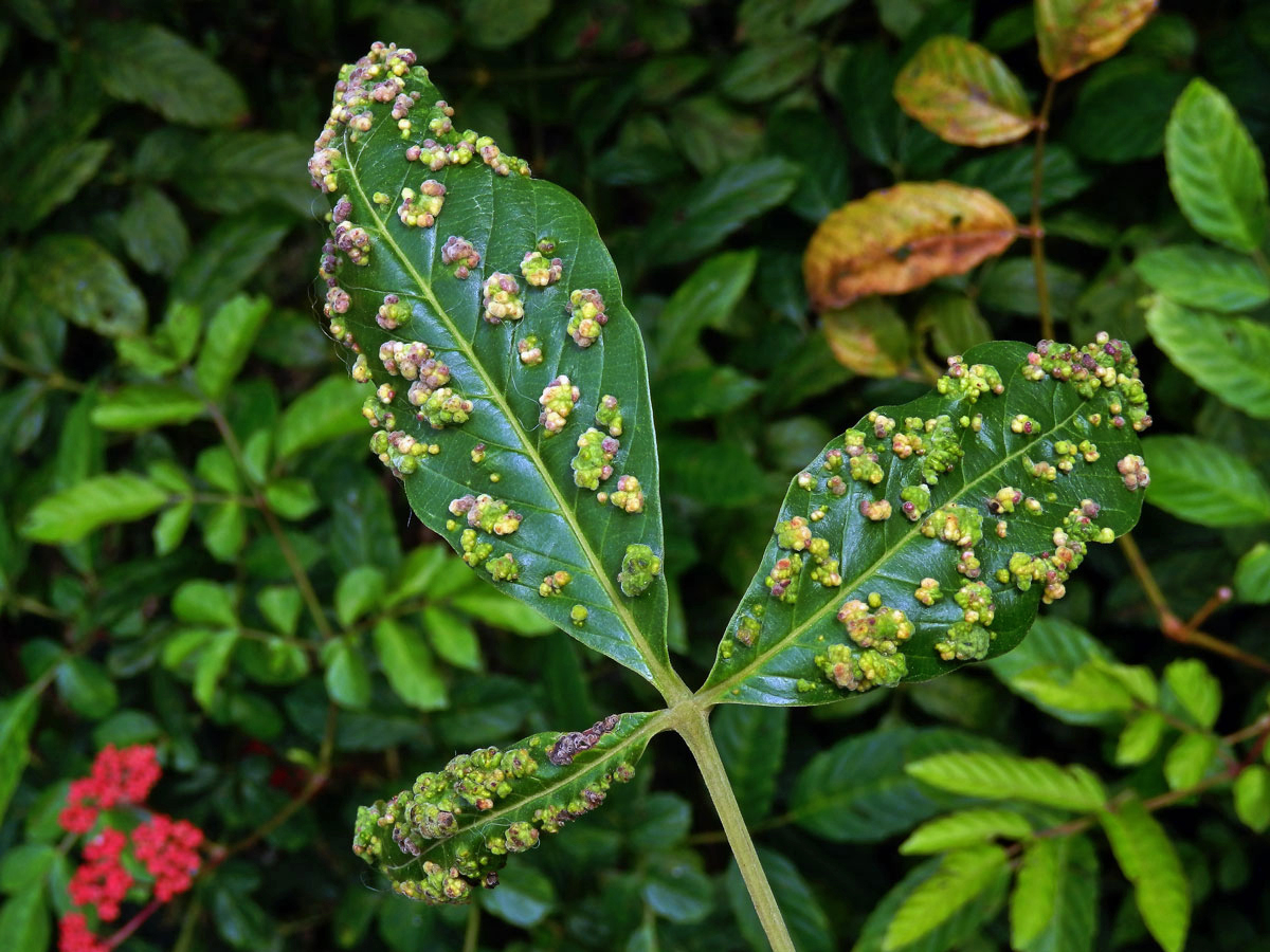 Hálky Paurophylla tuberculata na Alstonia scholaris (L.) R. Br.