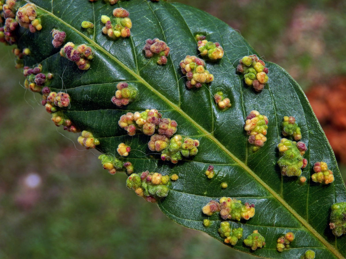 Hálky Paurophylla tuberculata na Alstonia scholaris (L.) R. Br.