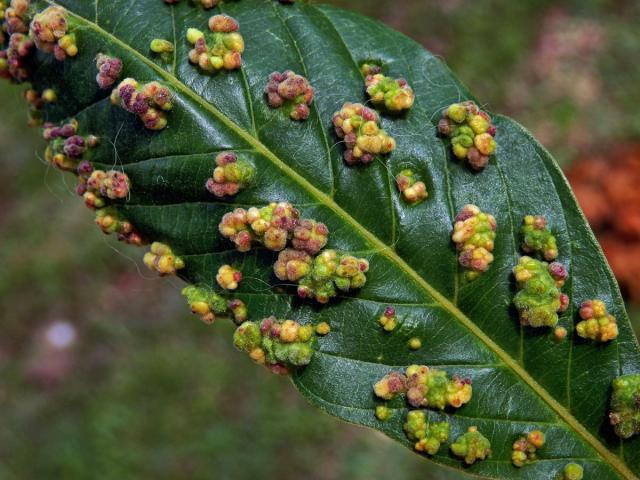 Hálky Paurophylla tuberculata na Alstonia scholaris (L.) R. Br.