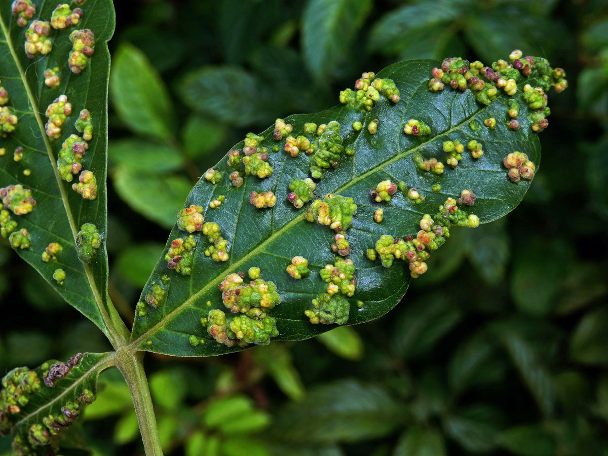 Hálky Paurophylla tuberculata na Alstonia scholaris (L.) R. Br.