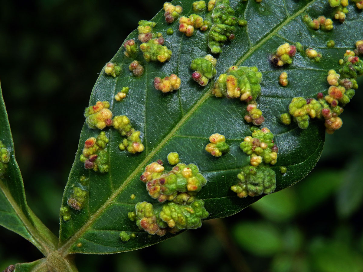 Hálky Paurophylla tuberculata na Alstonia scholaris (L.) R. Br.