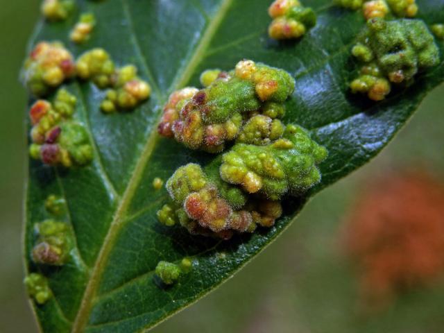 Hálky Paurophylla tuberculata na Alstonia scholaris (L.) R. Br.