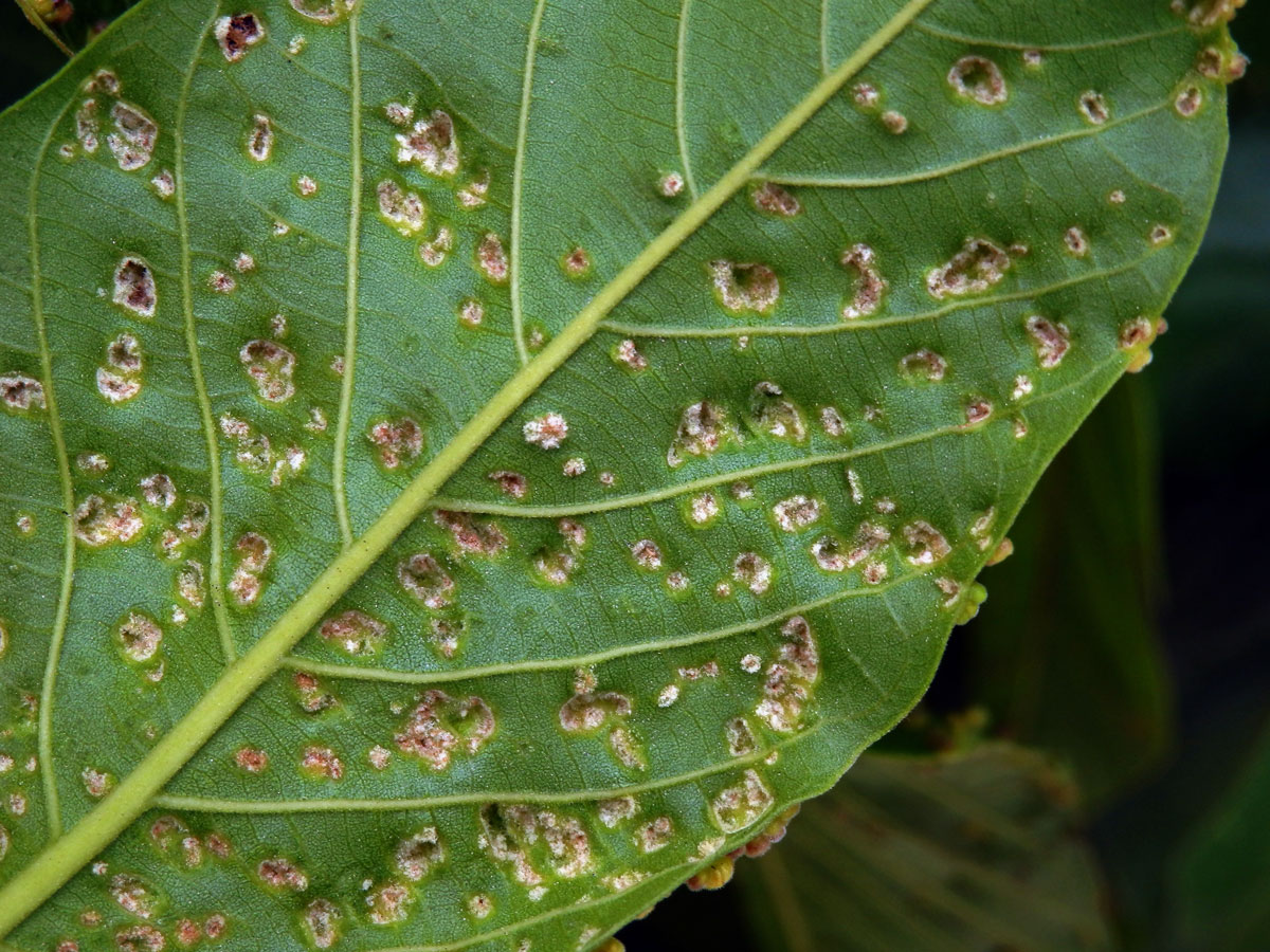 Hálky Paurophylla tuberculata na Alstonia scholaris (L.) R. Br.