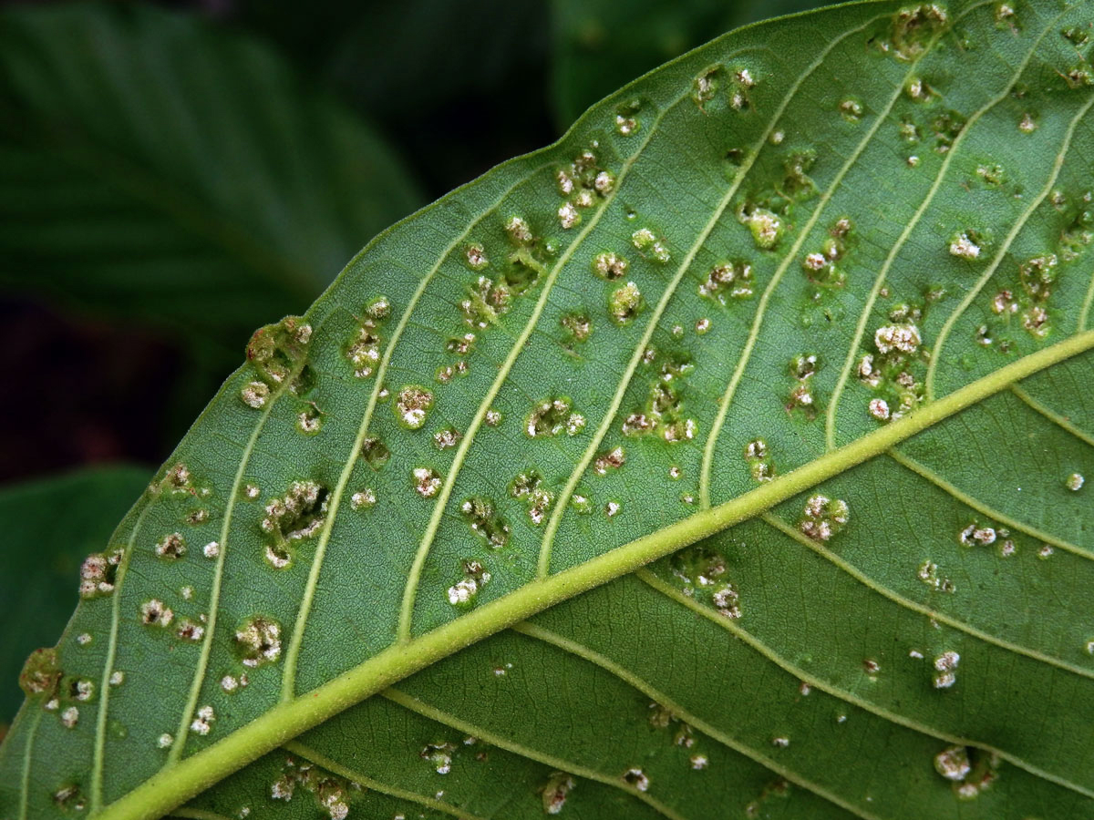 Hálky Paurophylla tuberculata na Alstonia scholaris (L.) R. Br.