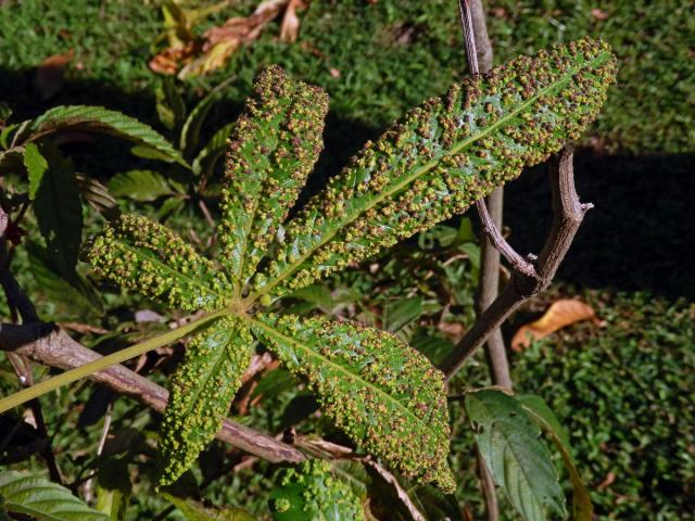 Hálky Paurophylla tuberculata na Alstonia scholaris (L.) R. Br.