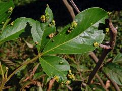 Hálky Paurophylla tuberculata na Alstonia scholaris (L.) R. Br.