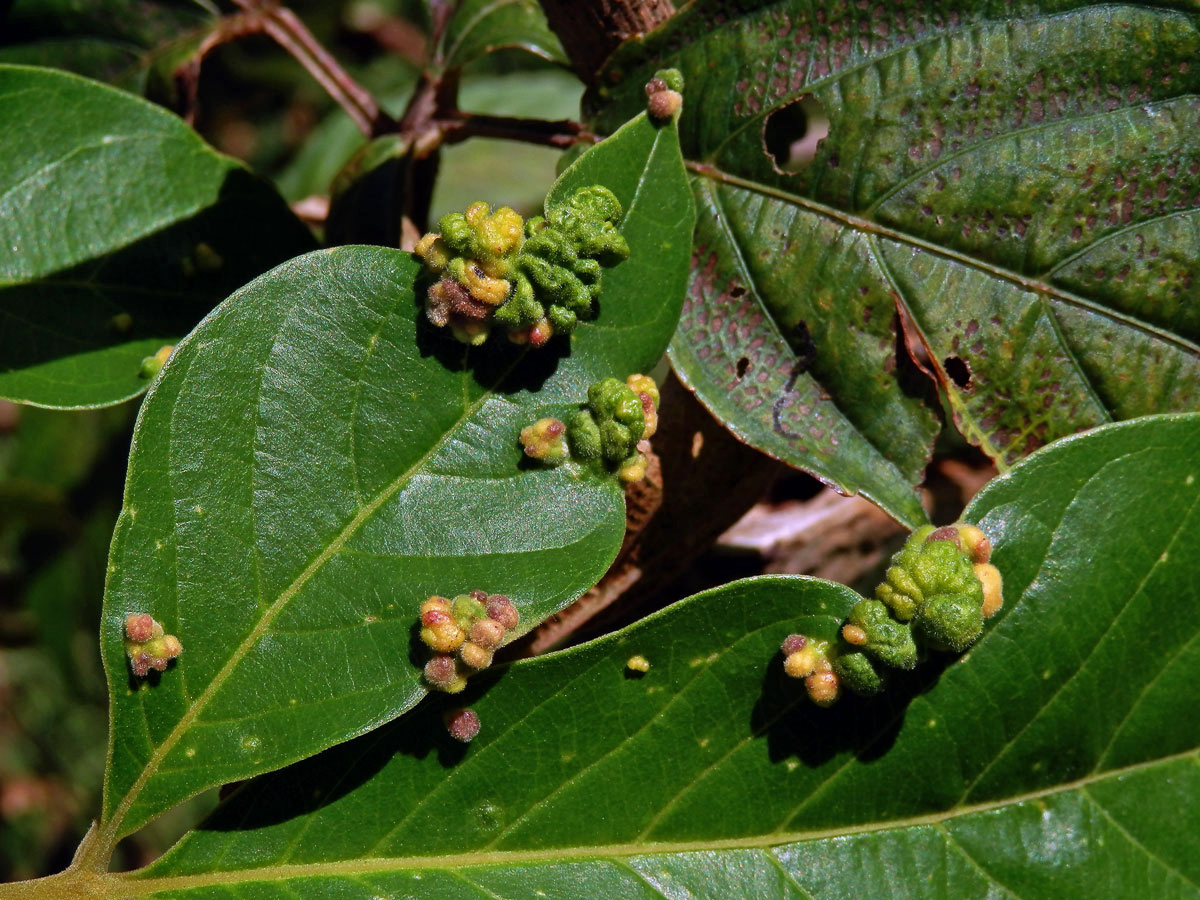 Hálky Paurophylla tuberculata na Alstonia scholaris (L.) R. Br.