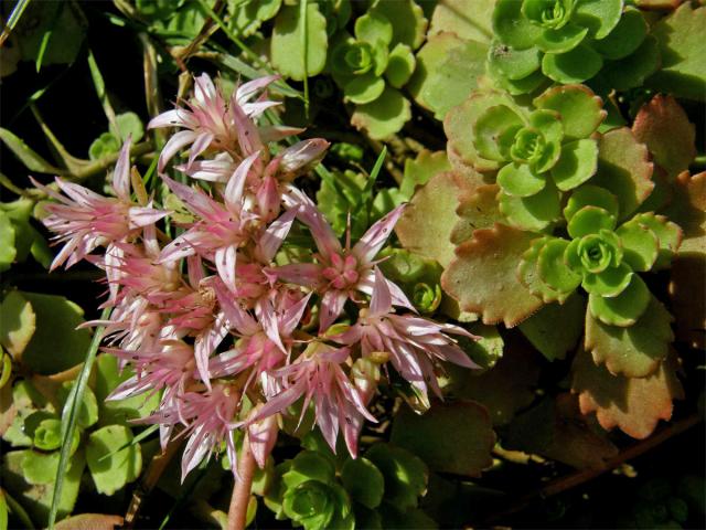 Rozchodník pochybný (Sedum spurium M. Bieb.)