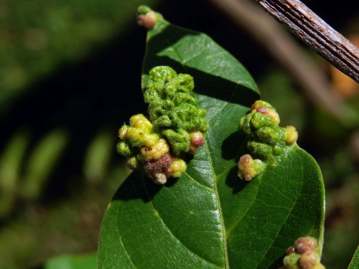 Hálky Paurophylla tuberculata na Alstonia scholaris (L.) R. Br.