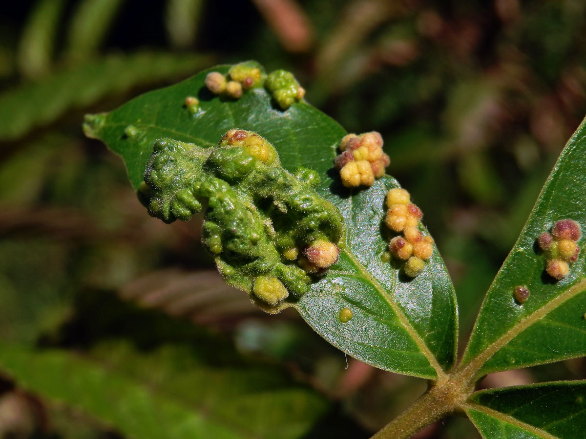 Hálky Paurophylla tuberculata na Alstonia scholaris (L.) R. Br.