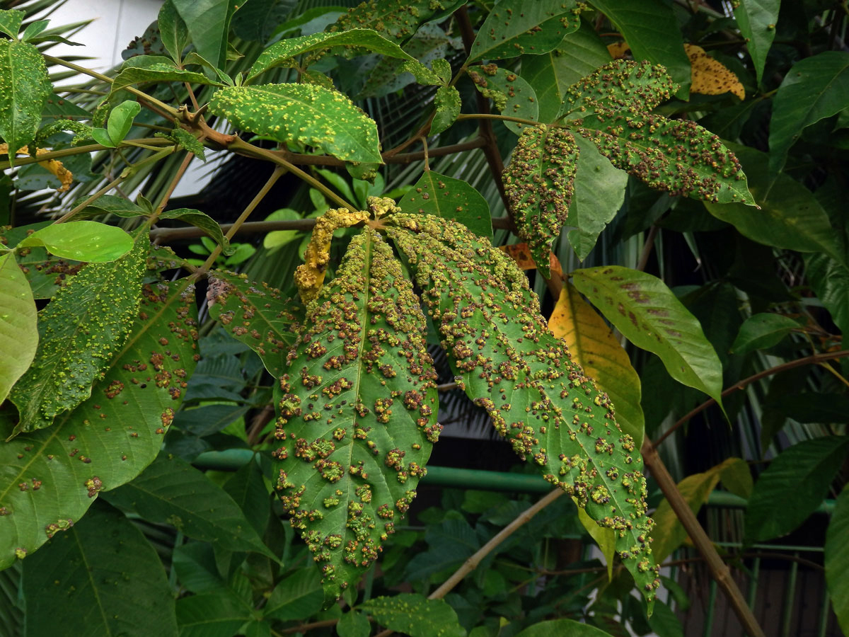 Hálky Paurophylla tuberculata na Alstonia scholaris (L.) R. Br.