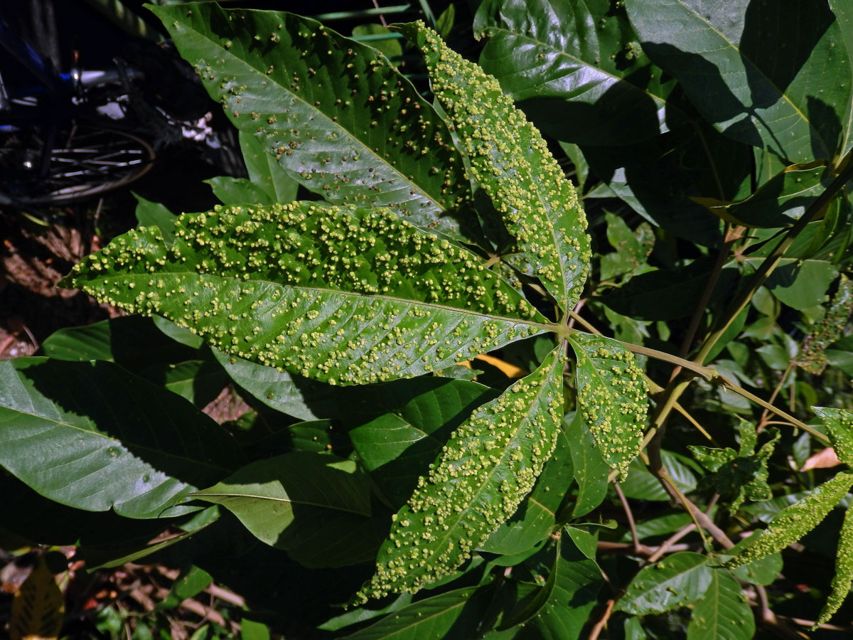 Hálky Paurophylla tuberculata na Alstonia scholaris (L.) R. Br.