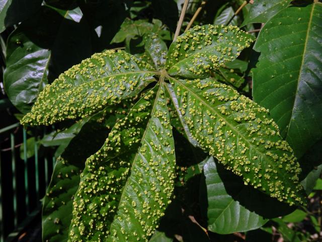 Hálky Paurophylla tuberculata na Alstonia scholaris (L.) R. Br.