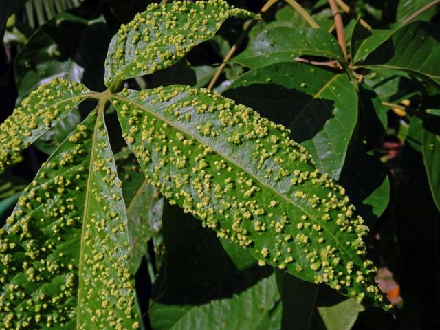 Hálky Paurophylla tuberculata na Alstonia scholaris (L.) R. Br.