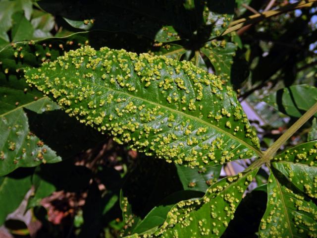 Hálky Paurophylla tuberculata na Alstonia scholaris (L.) R. Br.