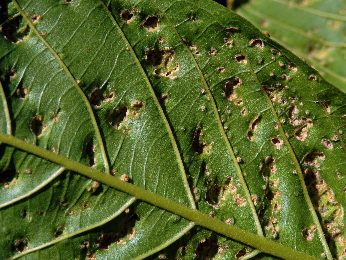 Hálky Paurophylla tuberculata na Alstonia scholaris (L.) R. Br.