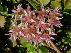 Rozchodník pochybný (Sedum spurium M. Bieb.)