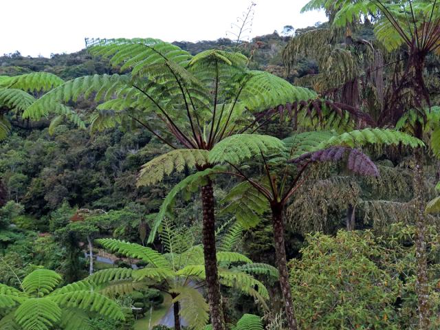 Cyathea contaminans (Wall. ex Hook.) Copel.