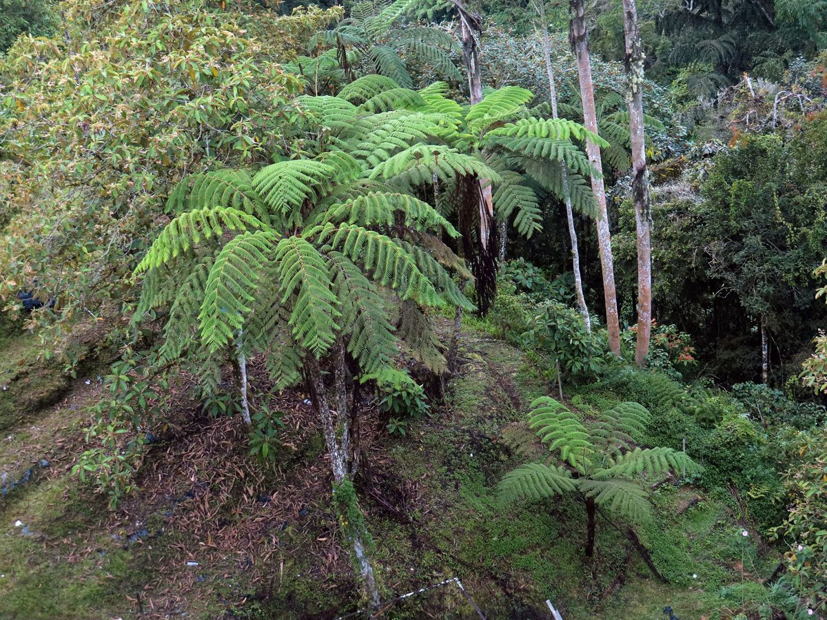 Cyathea contaminans (Wall. ex Hook.) Copel.