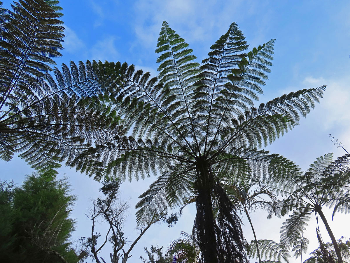 Cyathea contaminans (Wall. ex Hook.) Copel.