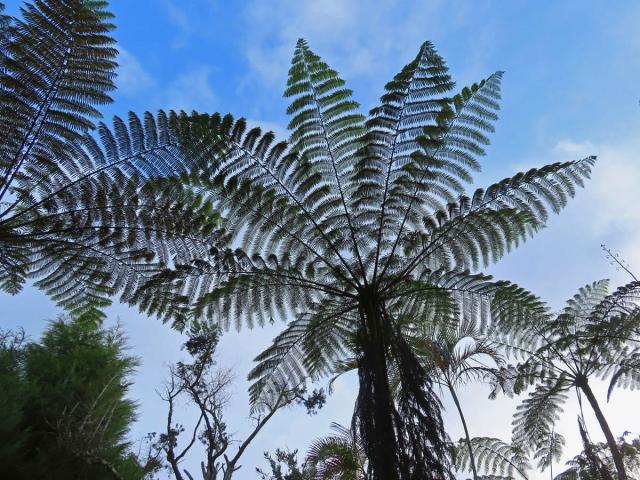 Cyathea contaminans (Wall. ex Hook.) Copel.