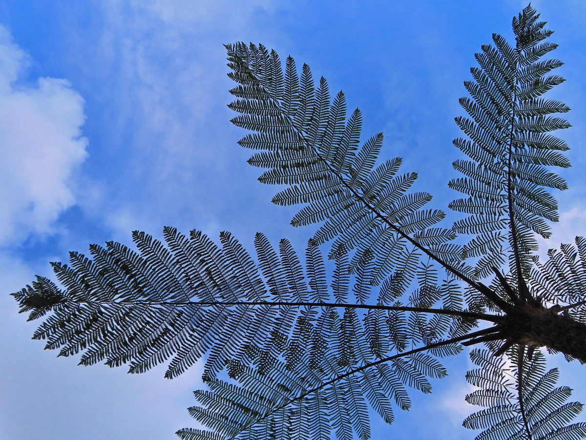 Cyathea contaminans (Wall. ex Hook.) Copel.