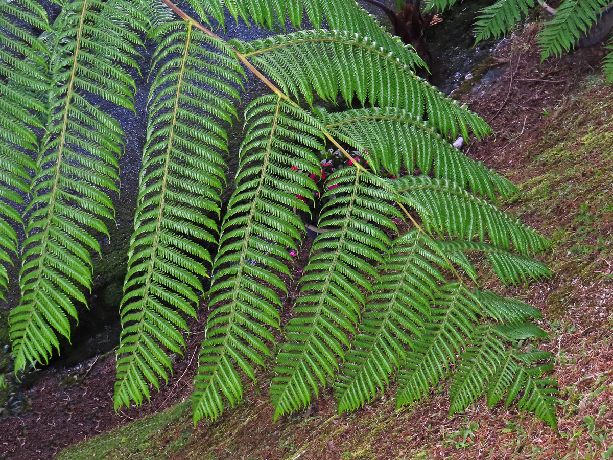 Cyathea contaminans (Wall. ex Hook.) Copel.