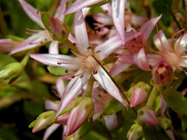 Rozchodník pochybný (Sedum spurium M. Bieb.)