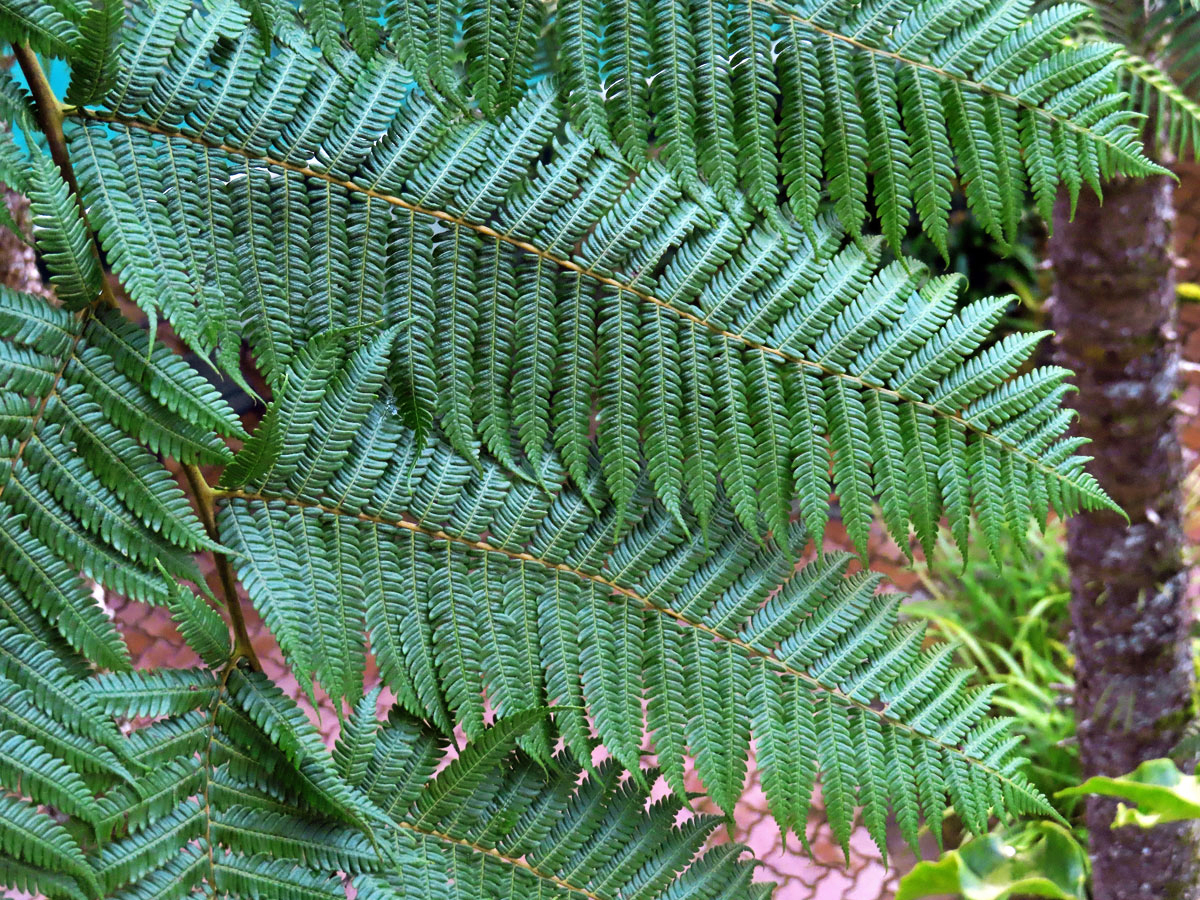 Cyathea contaminans (Wall. ex Hook.) Copel.