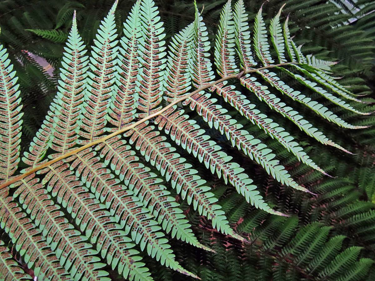 Cyathea contaminans (Wall. ex Hook.) Copel.