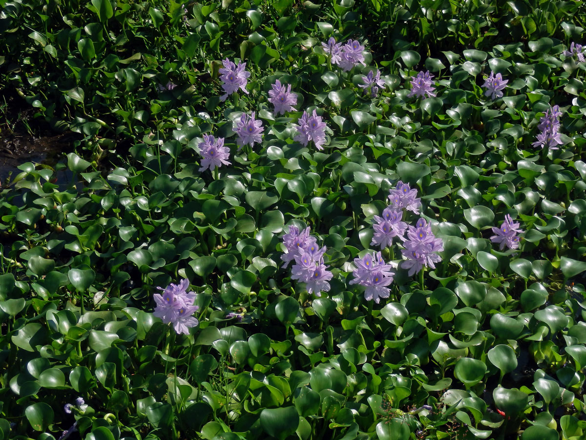 Tokozelka nadmutá (Eichhornia crassipes (Mart.) Solms)