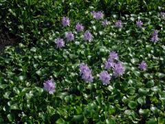 Tokozelka nadmutá (Eichhornia crassipes (Mart.) Solms)