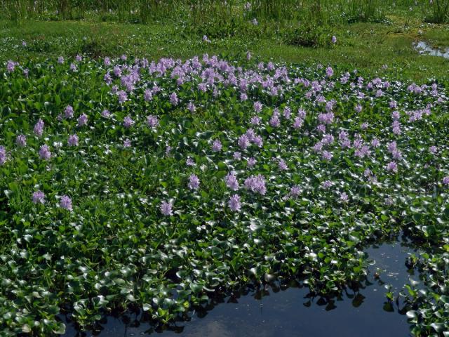 Tokozelka nadmutá (Eichhornia crassipes (Mart.) Solms)