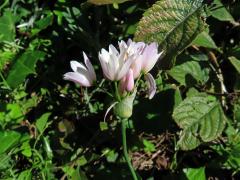 Česnek růžový (Allium roseum L.)
