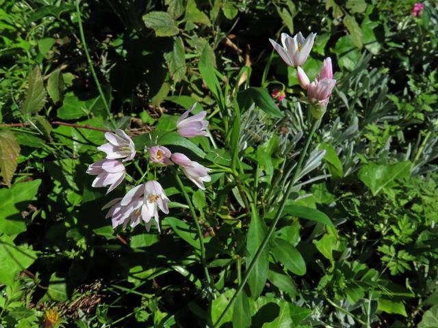 Česnek růžový (Allium roseum L.)