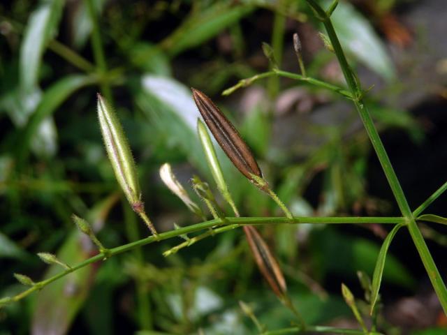 Právenka (Andrographis paniculata (Burm. f.) Nees)