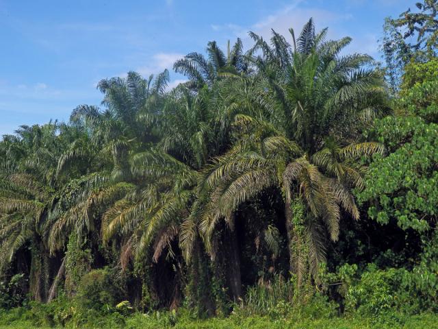 Olejnice guinejská (Elaeis guineensis Jacq.)